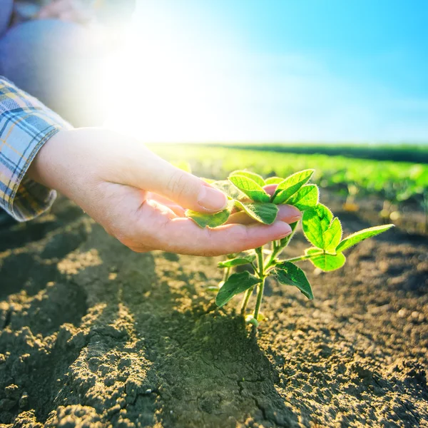 Soya alan, sorumlu elinde kadın çiftçi tarım