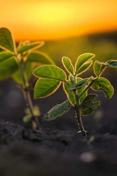 Soja planten in de zonsondergang — Stockfoto