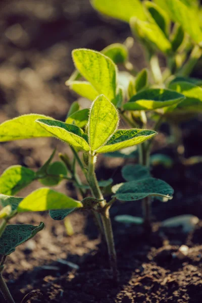 Young soybean plants growing in cultivated field — Stock Photo, Image