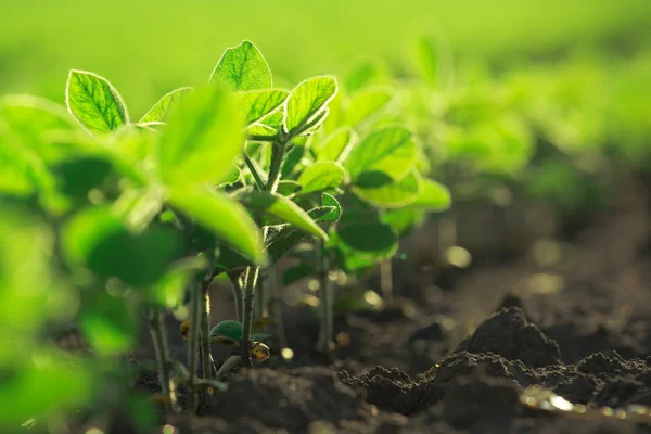栽培分野で成長している若い大豆植物 — ストック写真