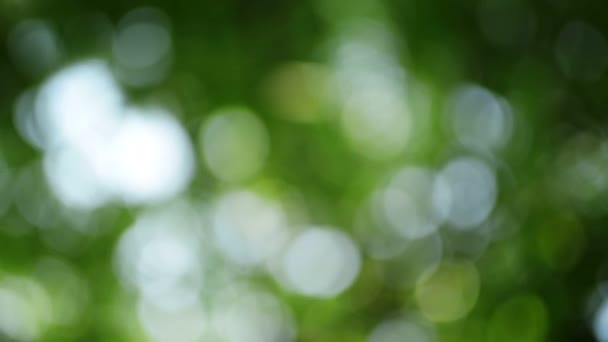 Dreamy abstrait fond bokeh naturel 