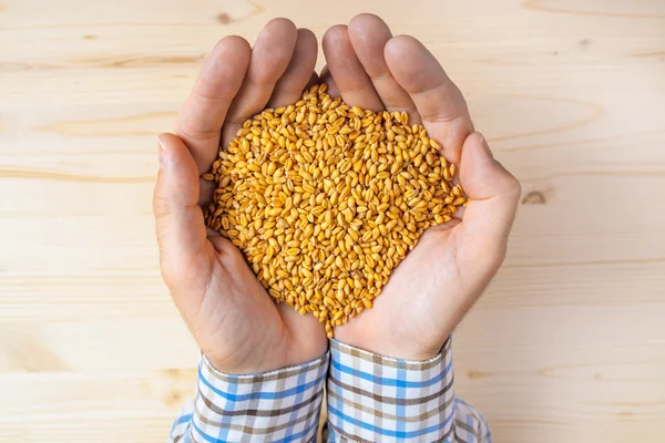 Punhado de grãos de trigo colhidos, vista superior — Fotografia de Stock