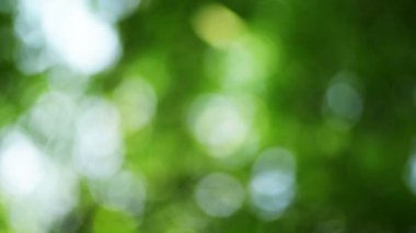 Bokeh arka plan iplik, soyut doğal yeşil bulanıklık zemin