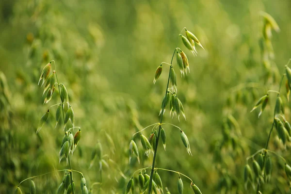 OAT fältet detalj — Stockfoto