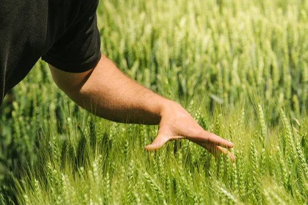 Hand in wheat field, crops growth control — Stock Photo, Image
