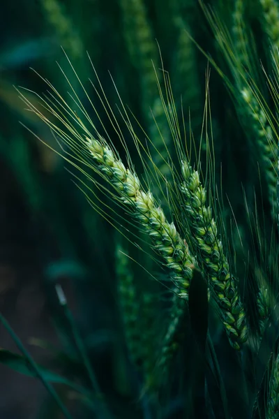 Зелений Пшеничні колоски — стокове фото