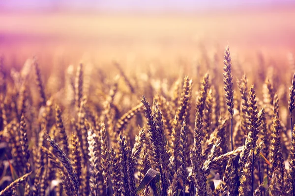 Golden wheat field retro toned — Stock Photo, Image