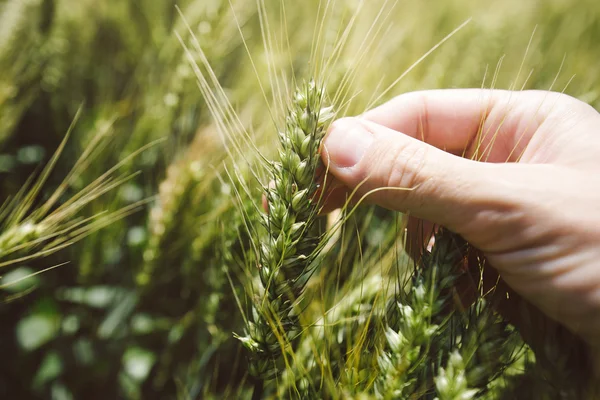 Hand in tarweveld — Stockfoto