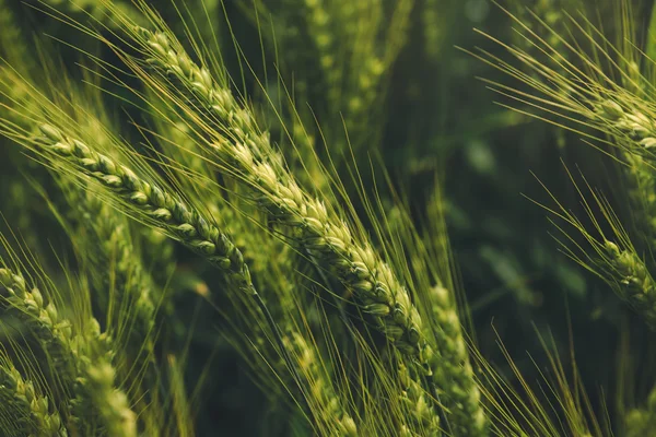 Green triticale ears, hybrid of wheat and rye in field — Stock Photo, Image