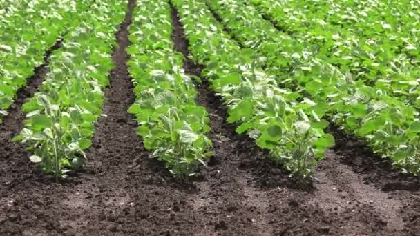 Linhas de culturas de soja cultivadas — Vídeo de Stock