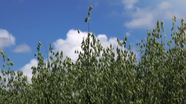 Campo de avena cultivado — Vídeos de Stock