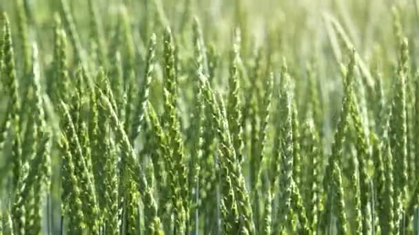 Espelta cultivos de trigo — Vídeo de stock