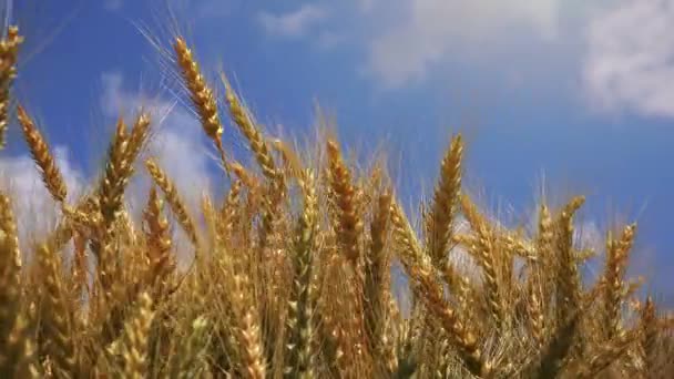 Vista de bajo ángulo del campo de trigo dorado — Vídeos de Stock