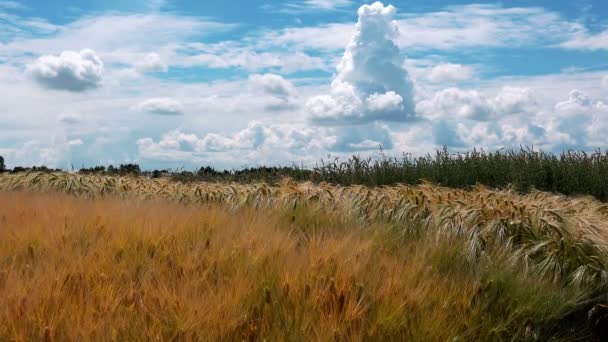 Landwirtschaftliches Feld mit schönen Wolken im Hintergrund — Stockvideo