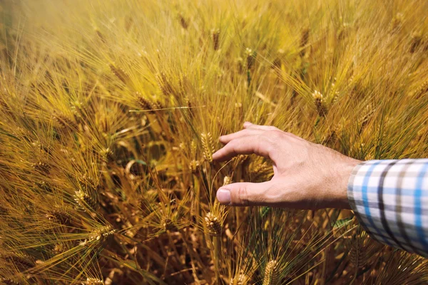 Farmer in agricultural barley field, responsible farming and cro — Stock Photo, Image