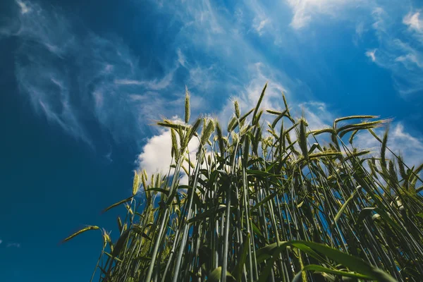 Lage hoekmening van gerst rietjes in ontgonnen veld — Stockfoto