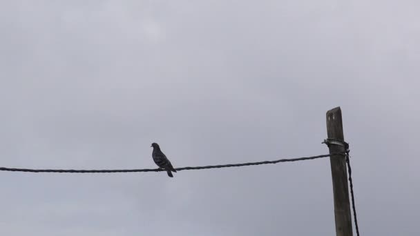 Pigeon sur fil téléphonique — Video