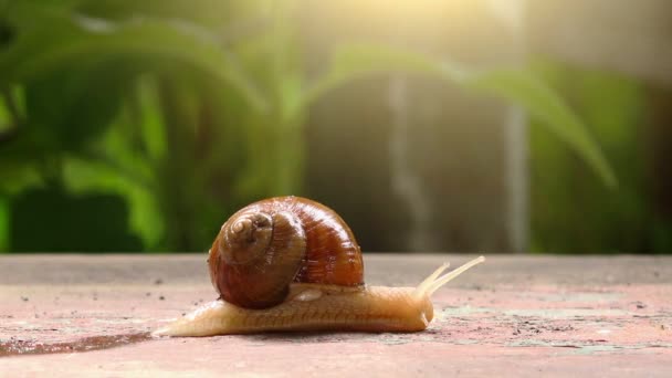 Caracol de jardín retorciéndose — Vídeo de stock