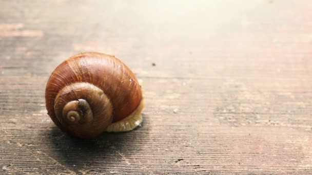 Garden snail opening eyes and leaving — Stock Video