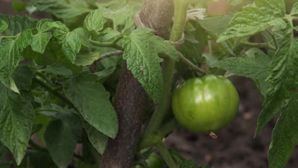 Pomodoro di produzione propria verde nell'orto — Video Stock