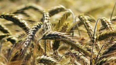 Tritikale alan, ekili hibrid buğday ve çavdar