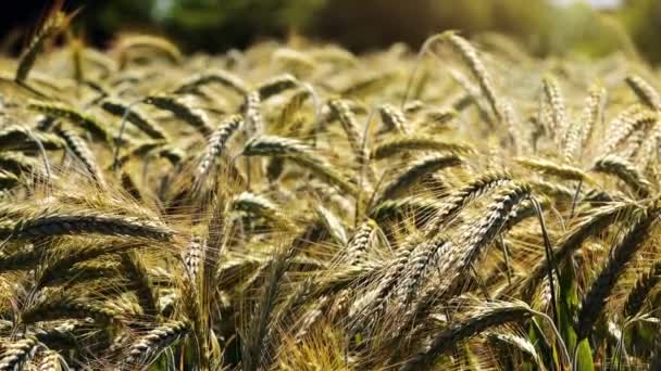 Champ de triticale, hybride cultivé de blé et seigle — Video