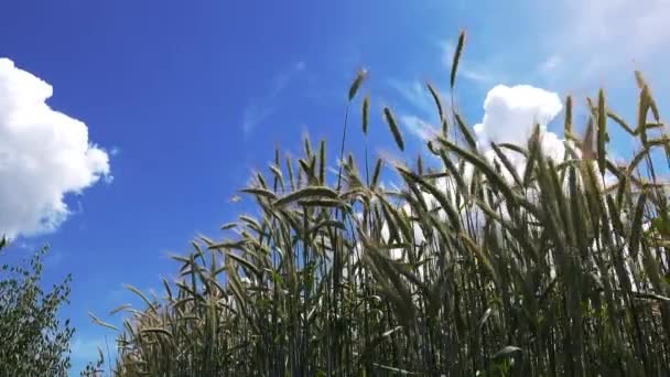 Campo cultivado de cebada — Vídeo de stock