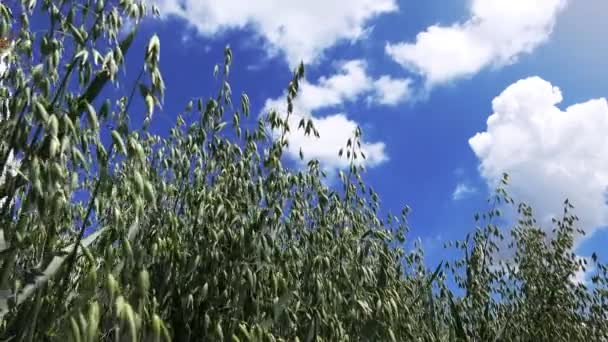 Havre fältet mot blå himmel — Stockvideo