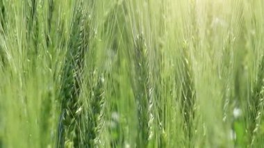 Tritikale kulakları alanındaki