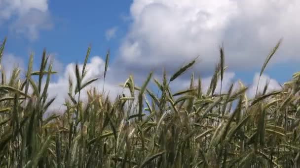 Campo triticale, híbrido cultivado de trigo y centeno — Vídeo de stock