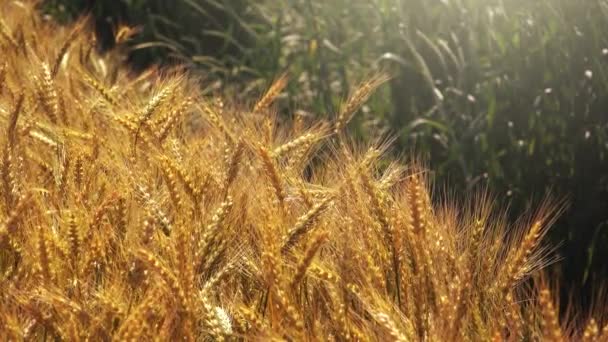 Campo de trigo dourado — Vídeo de Stock