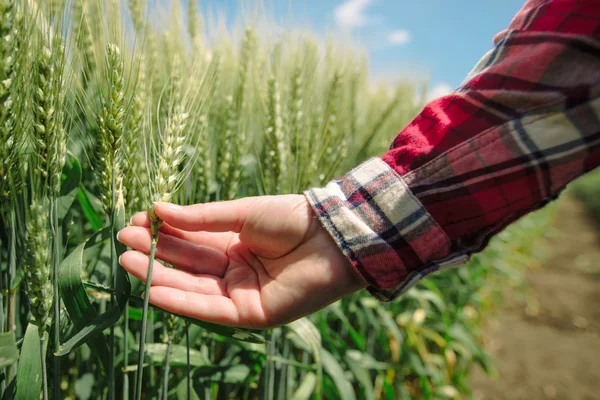 Farmářka v pšeničném poli — Stock fotografie