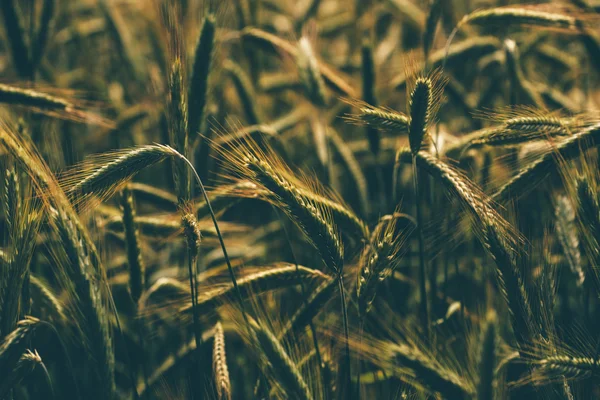 Retro toned rye crops field — Stock Photo, Image