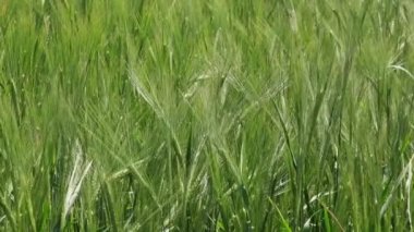 Yeşil çavdar alan ekili