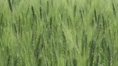 Atış kaydırma yeşil çavdar alan, ekili