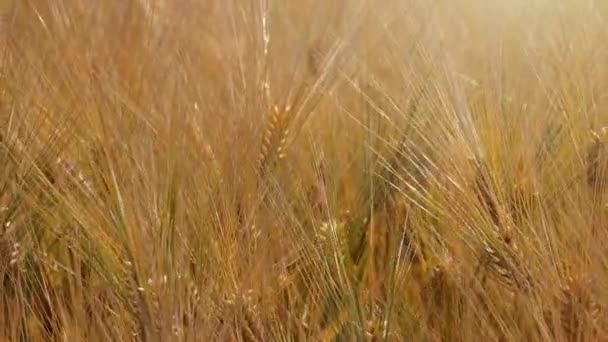 栽培的大麦场 — 图库视频影像
