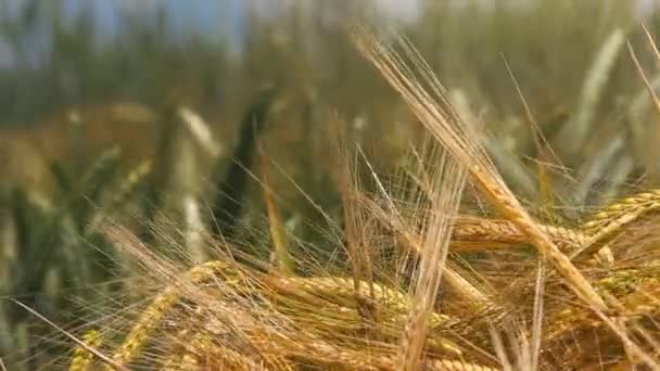 Campos de cevada e triticale cultivados — Vídeo de Stock