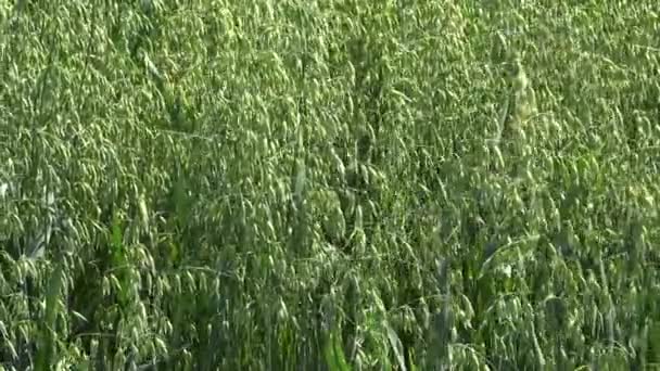燕麦の栽培の畑 — ストック動画