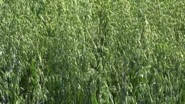 Campo cultivado de avena — Vídeos de Stock