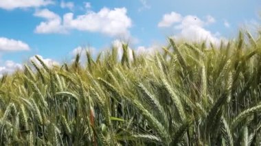 Ekili arpa bitkileri