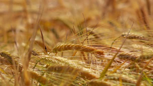 Culturas de triticale cultivadas — Vídeo de Stock