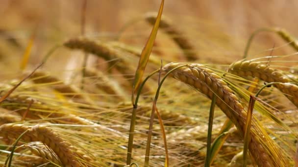 Cultivos triticales cultivados — Vídeo de stock