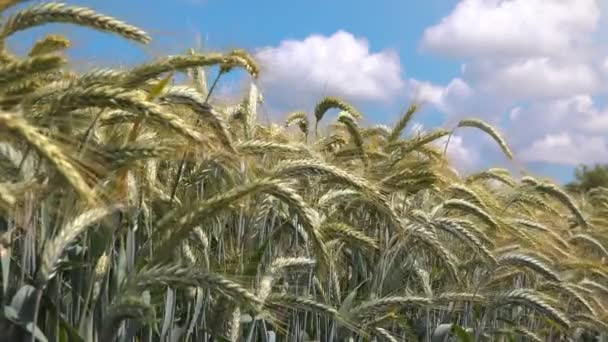栽培的大麦场 — 图库视频影像