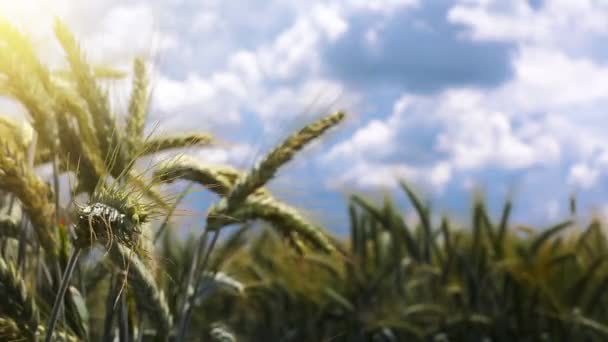 Cultivated barley field — Stock Video