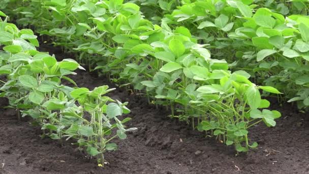 Cultivo de culturas de soja — Vídeo de Stock