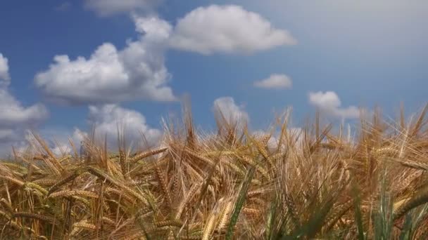 Cultivated wheat crops — Stock Video