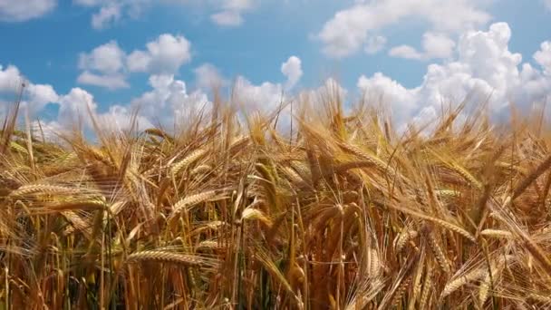 Bewirtschaftetes Triticale-Feld — Stockvideo