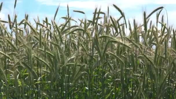 Pěstované žito pole — Stock video