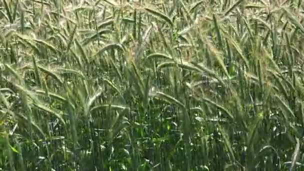 Champ de seigle cultivé 