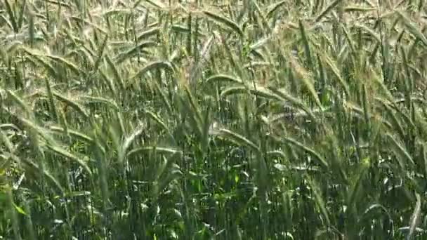 Cultivated rye field — Stock Video